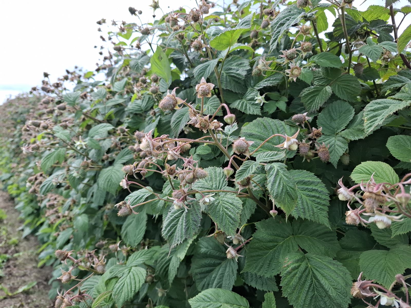 Krzewy jeżyn w fazie zawiązywania owoców, z widocznymi liśćmi i młodymi jeszcze nie rozwiniętymi owocami, rosnące w rzędach na plantacji. 