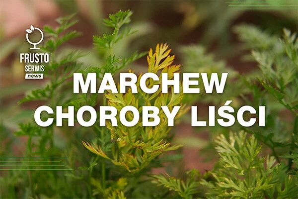 Marchew choroby liści - Frusto Serwis news - w tle zajęta chorobą nać marchwi.