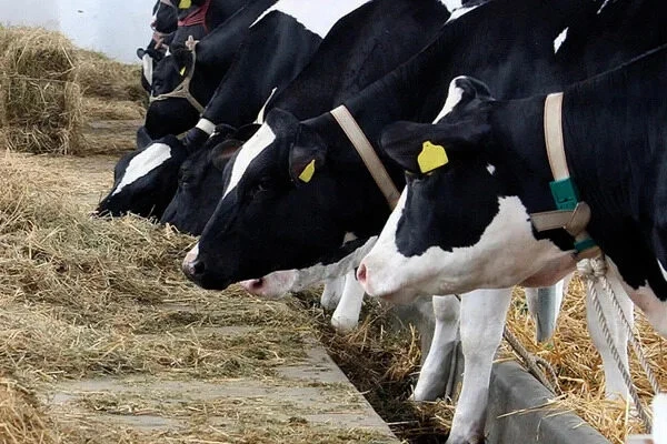 Ekonomia i rentowność chowu opasów