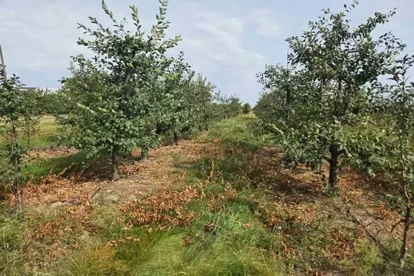 Sad po zbiorach z rzędami jabłoni i opadłymi liśćmi na ziemi.