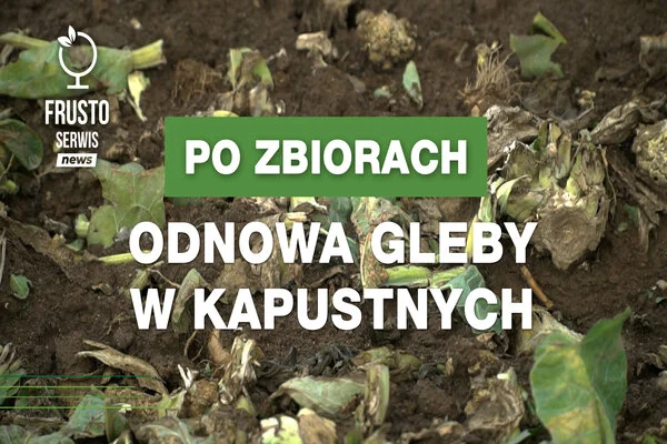 Miniatura do artykułu: "Po zbiorach - odnowa gleby w kapustnych" na tle resztek pozbiorczych.