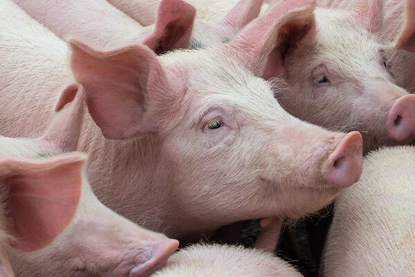 Substancje antyżywieniowe w paszach dla świń