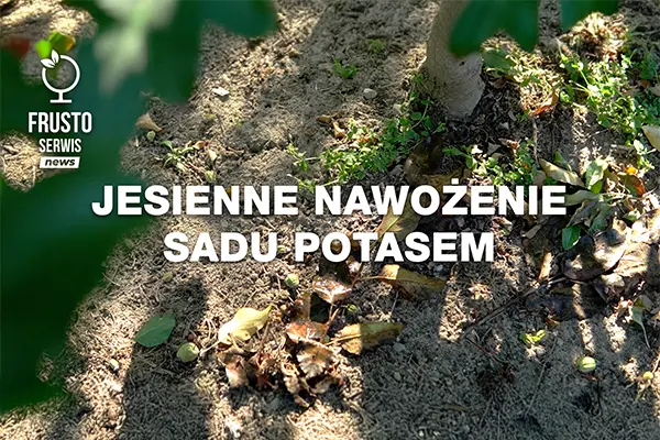 Frusto Serwis news - komunikat sadowniczy: Jesienne nawożenie sadu potasem. 