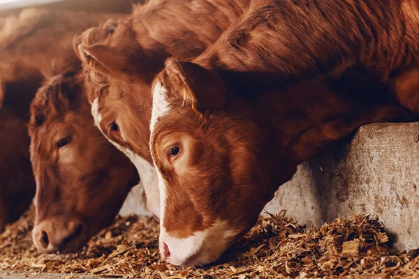 Dlaczego warto analizować wyniki stada? 