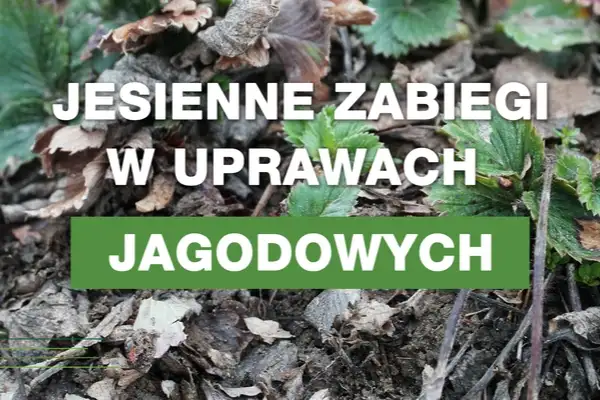 Miniatura do artykułu, który prowadzi do komunikatu - "Jesienne zabiegi w uprawach jagodowych" na tle opadłych liści. 