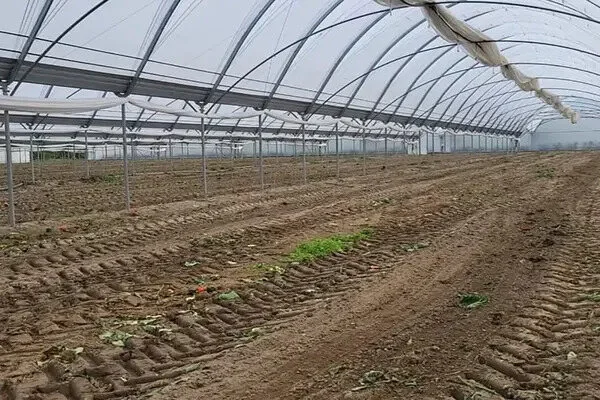 Zniszczona uprawa warzyw w zablokowanym tunelu foliowym. Rzędy uschniętych roślin i pustą przestrzeń pod przezroczystą folią.