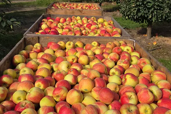 Drewniane skrzynie pełne świeżo zebranych czerwono-żółtych jabłek w sadzie jabłoniowym.