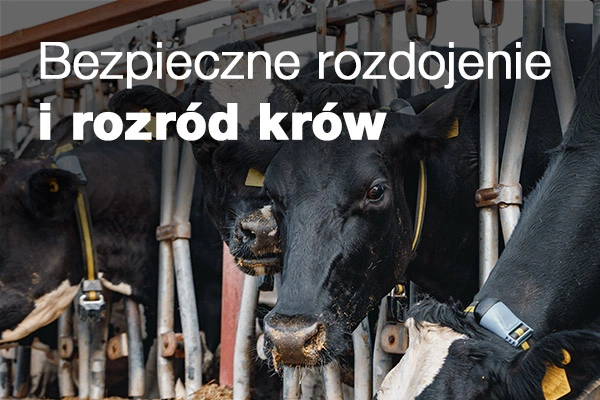 Jak jednocześnie zadbać o rozdojenie i rozród u krów mlecznych?