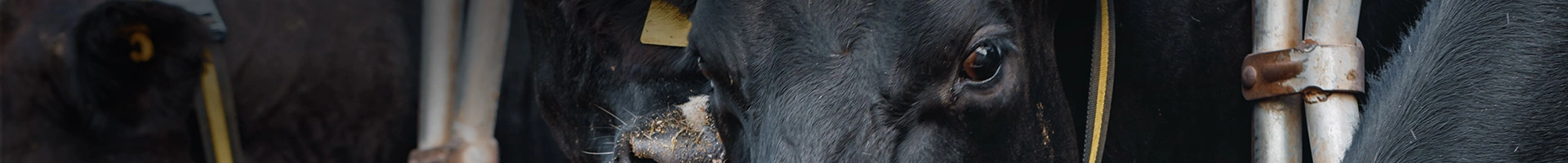 Jak jednocześnie zadbać o rozdojenie i rozród u krów mlecznych?