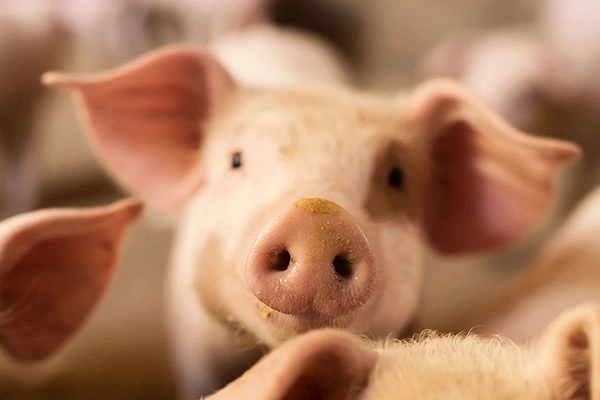 Fosfor w żywieniu trzody chlewnej