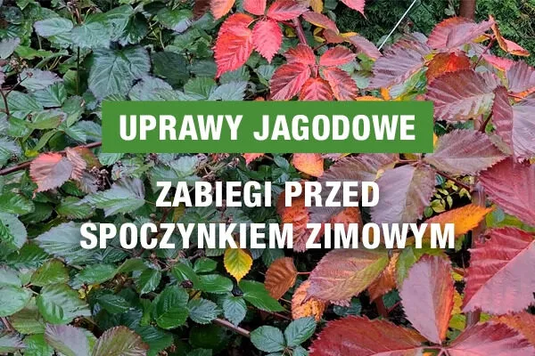 Liście roślin jagodowych w jesiennych kolorach, napis na środku:: Uprawy jagodowe – zabiegi przed spoczynkiem zimowym