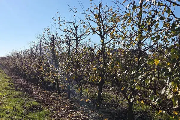  Drzewa owocowe w jesiennym sadzie 