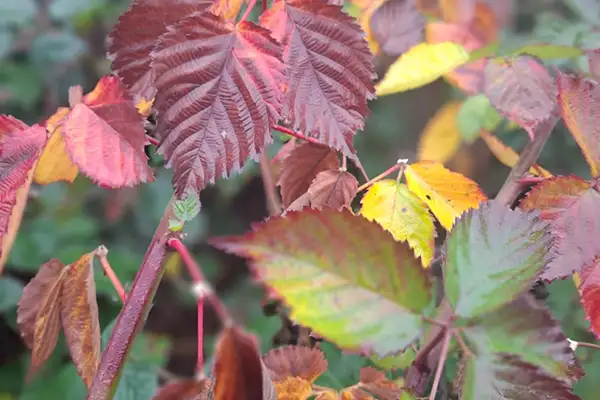 Liście upraw jagodowych jesienią.