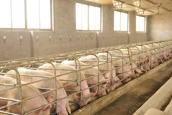 Flushing, czyli optymalizacja produkcji przy użyciu żywienia bodźcowego