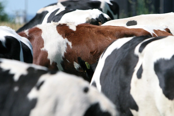Jak zarządzać stadem, by zapobiec zapasaniu krów?