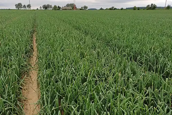 Pole uprawy cebuli, w fazie intensywnego wzrostu szczypioru.