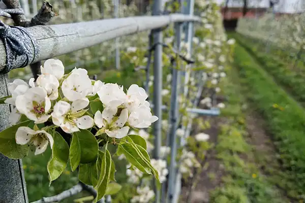 dojrzałe gruszki na gałęzi w sadzie 