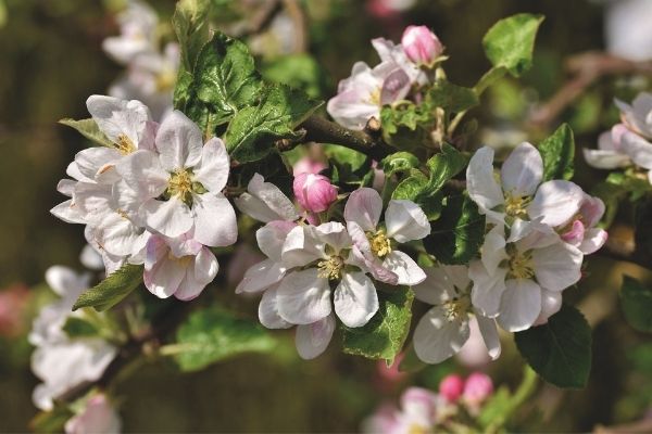 Skuteczna ochrona okołokwitnieniowa w sadzie jabłoniowym
