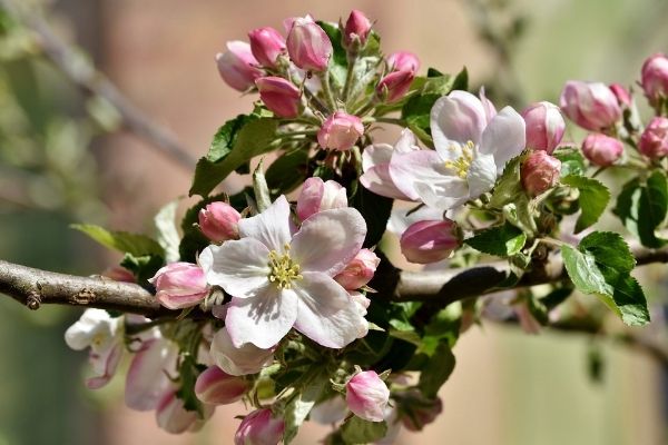 Jak poprawić kwitnienie i zawiązywanie owoców