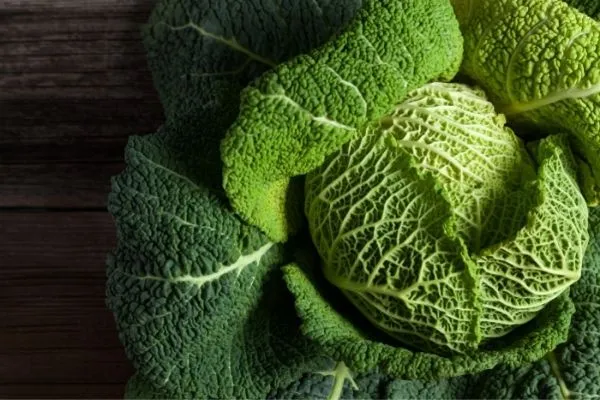 duża główka kapusty włoskiej