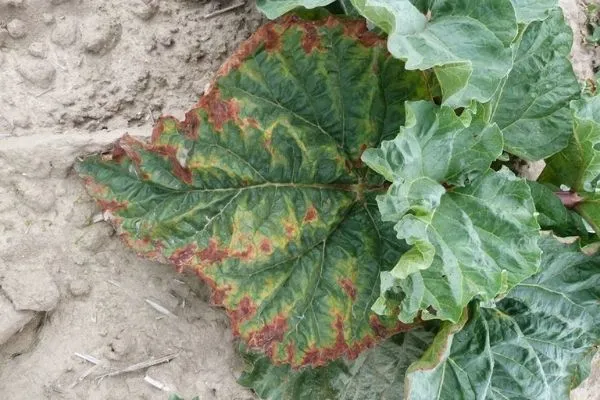 rabarbar z brązowymi liściami