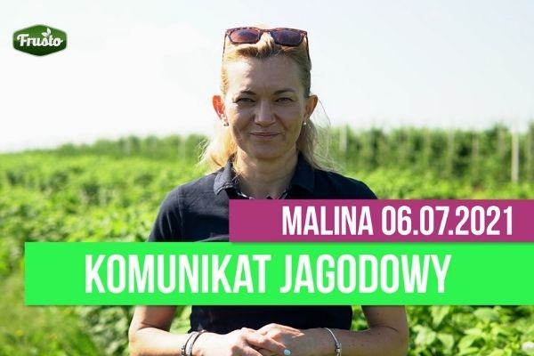 Komunikat jagodowy 6.07.2021/ co dzieje się w malinach?