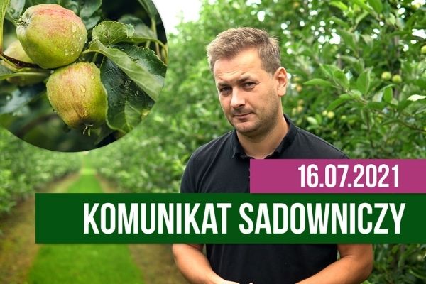 Komunikat sadowniczy 16.07.2021 / deszcze wymuszają wzmożoną ochronę