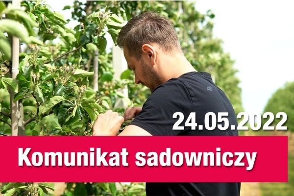 Komunikat sadowniczy 24.05 / nawożenie wapniem, zróżnicowana presja szkodników