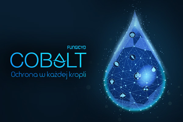 Cobalt – skuteczna ochrona truskawek przed szarą pleśnią