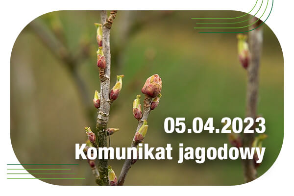 Komunikat jagodowy 5.04.2023 // ochrona porzeczki przed chorobami; wielkopąkowiec i przędziorek