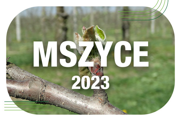 Zwalczanie mszycy w sadzie jabłoniowym