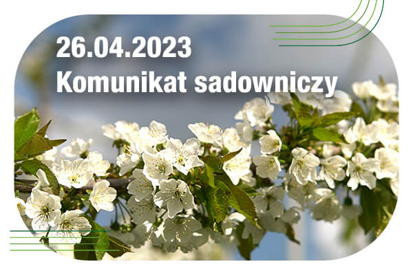 Komunikat sadowniczy 26.04.2023 // silne zagrożenie parchem jabłoni, uwaga na mszycę [WIDEO]