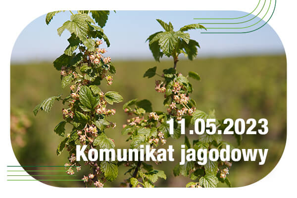 Komunikat jagodowy 11.05.2023// ochrona plantacji porzeczki i truskawki w okresie kwitnienia