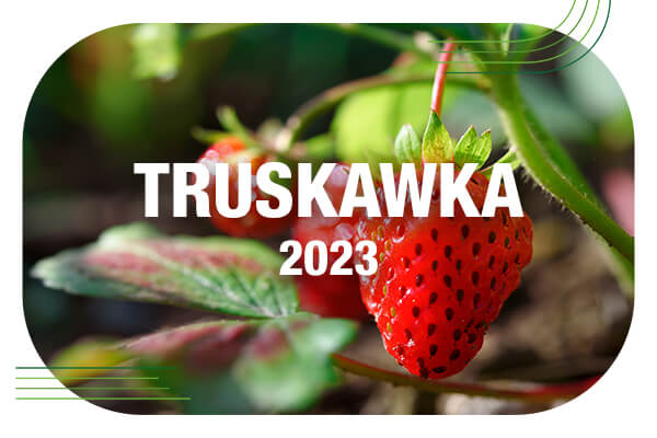 Komunikat jagodowy 24.05.2023// zwalczanie patogenów w uprawie truskawek [WIDEO]