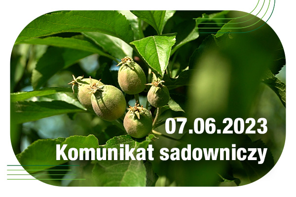 Komunikat sadowniczy 7.06.2023// parch i mączniak jabłoni