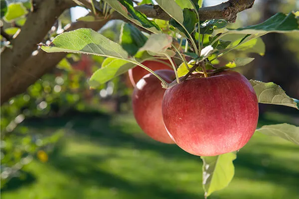 dojrzały owoc jabłoni w sadzie