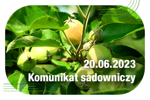 Komunikat sadowniczy 20.06.2023// parch jabłoni i szkodniki w sadach jabłoniowych [WIDEO]