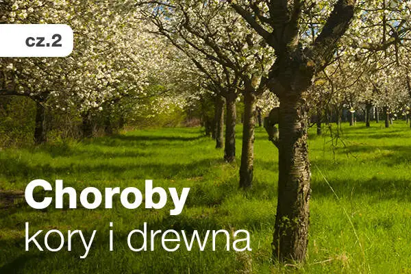 kwitnące drzewa w sadzie