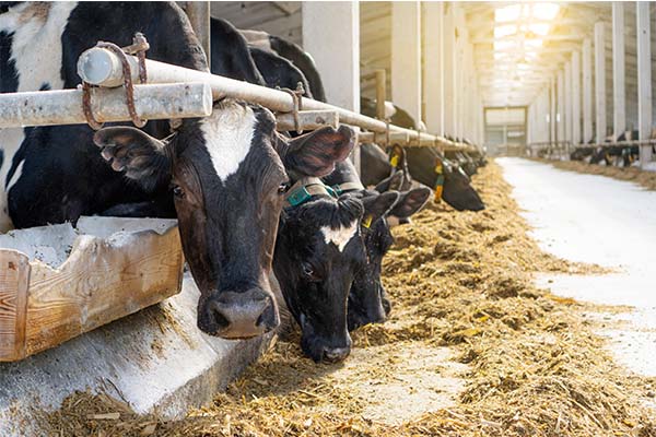 Stres cieplny u bydła – praktyczne spojrzenie na potencjalny spadek produkcji mlecznej