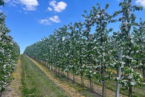 Nawożenie azotem w sadach: kluczowy składnik dla kwitnących drzew i obfitych zbiorów