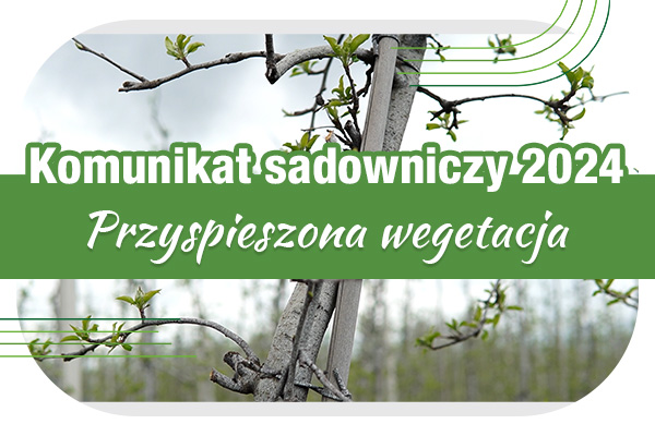 Komunikat sadowniczy 05.04.2024 r. // przyspieszona wegetacja a ochrona przed infekcjami