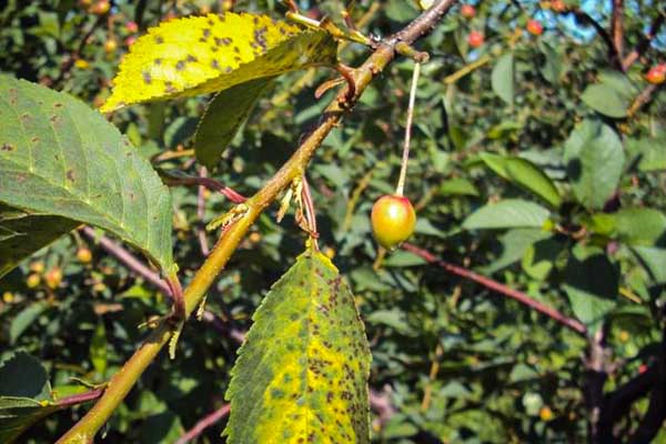 Ochrona przed chorobami sadów pestkowych w okresie wzrostu i dojrzewania owoców
