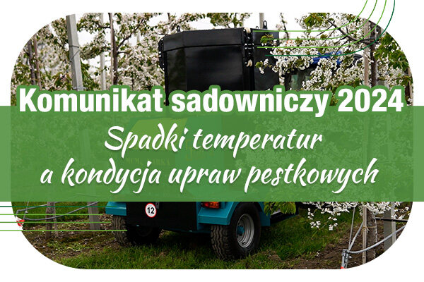 Komunikat sadowniczy 18.04.2024 r. // spadki temperatur a kondycja upraw pestkowych