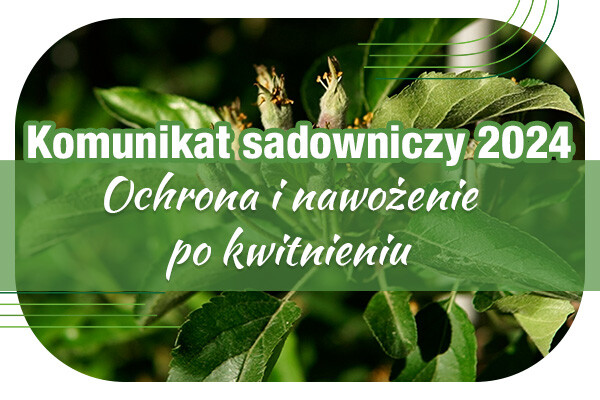 Komunikat sadowniczy 8.05.2024 r. // Ochrona i nawożenie po kwitnieniu