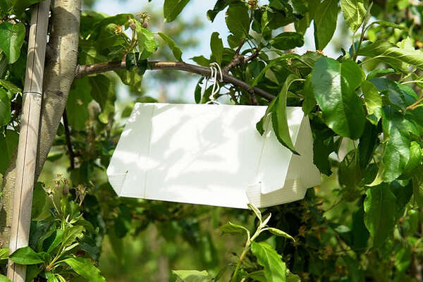 Ochrona sadów jabłoniowych przed szkodnikami w okresie po kwitnieniu
