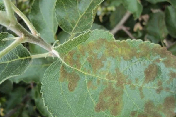 chore liście jabłoni z brązowymi plamkami