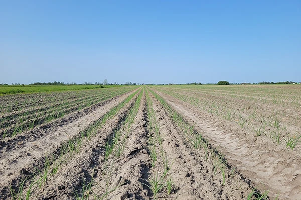 pole upraw cebuli z widocznymi śladami ciągnika