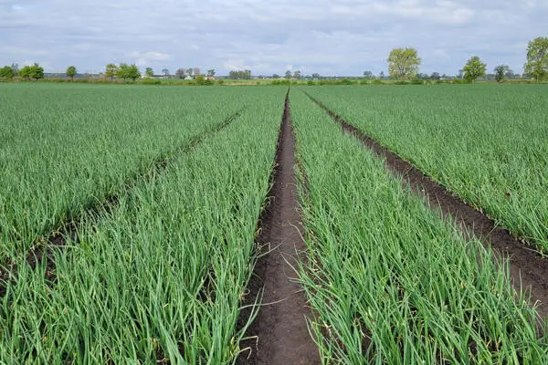 pole uprawy cebuli ze śladami ciągnika