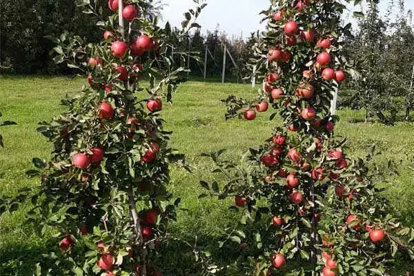 młode drzewo jabłoni  z dużą ilością owoców