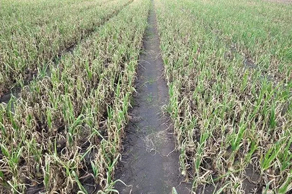 pole cebuli ze zgniłymi szczypiorkami